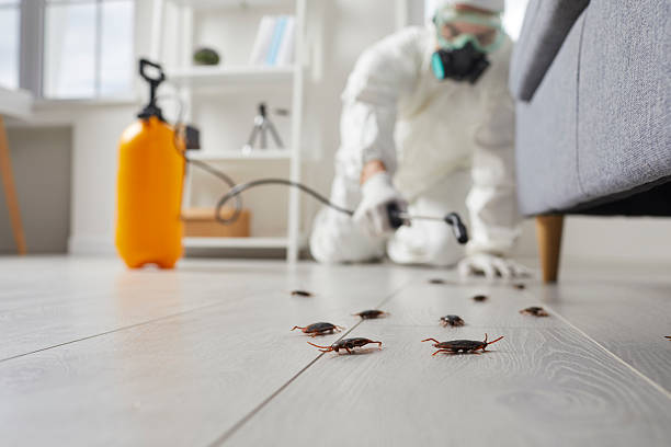 Post-Treatment Bed Bug Interceptor Monitoring in Vero Beach